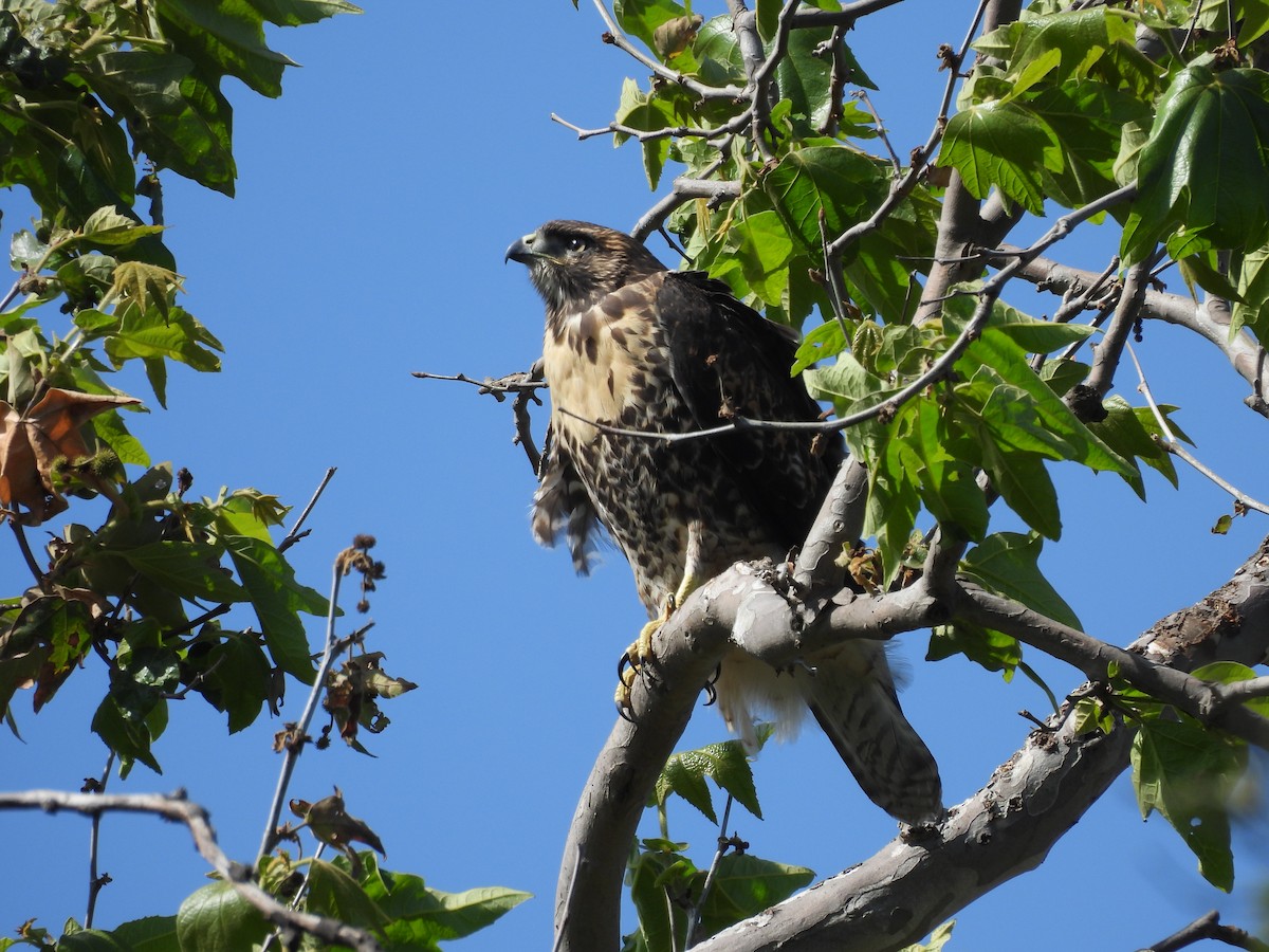 Red-tailed Hawk - ML620940300