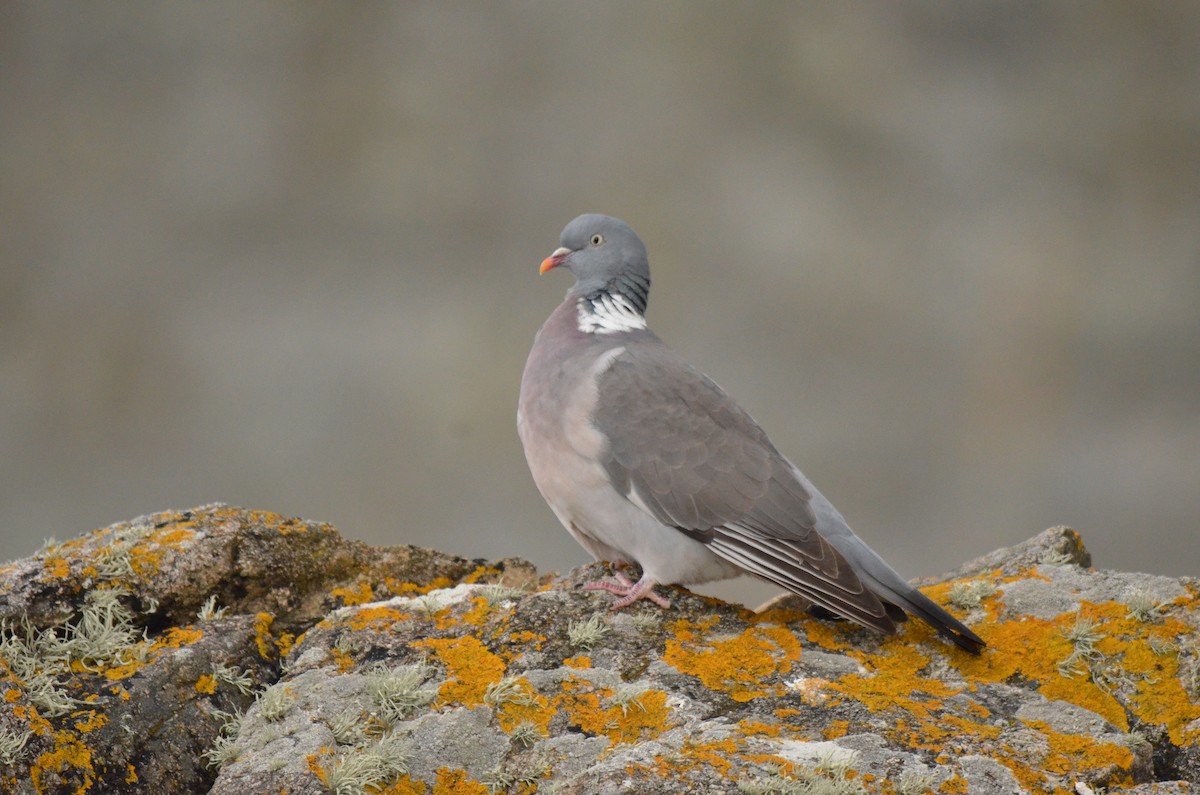 Common Wood-Pigeon - ML620940305