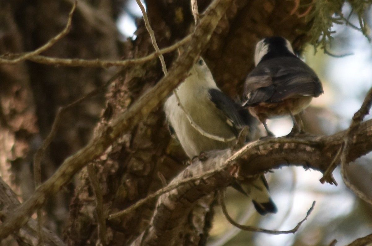 White-breasted Nuthatch (Interior West) - ML620940309