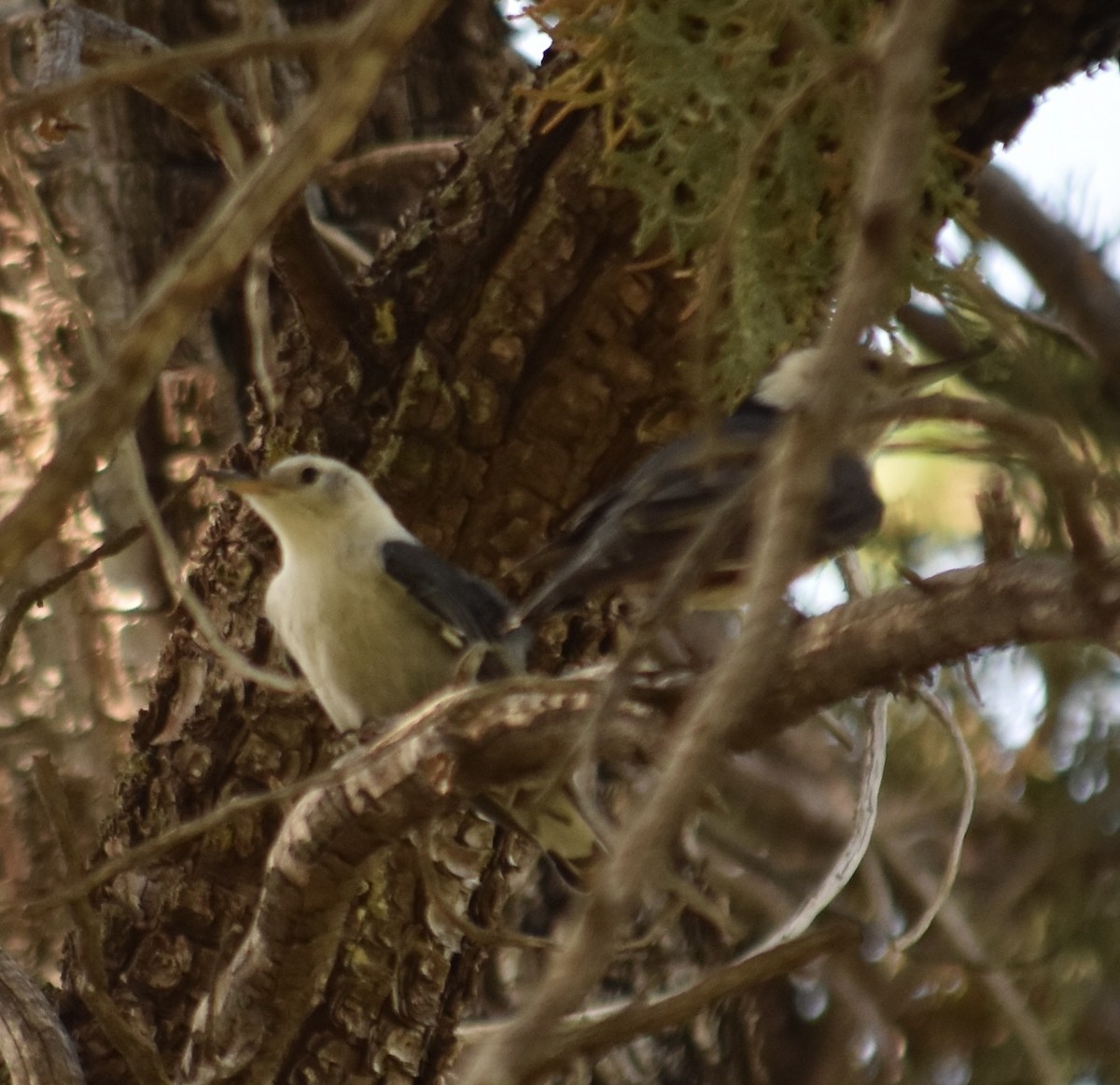 White-breasted Nuthatch (Interior West) - ML620940314