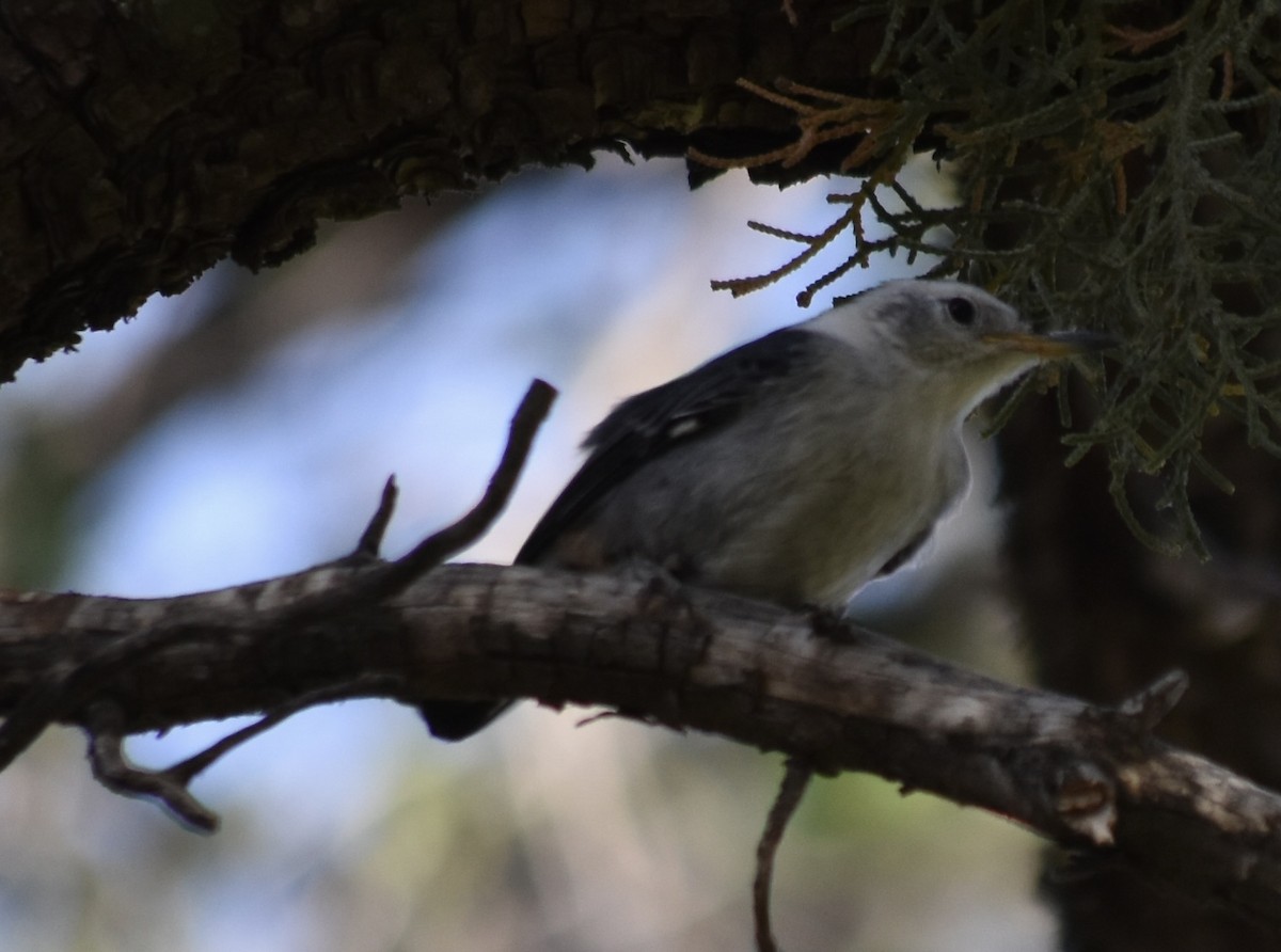 White-breasted Nuthatch (Interior West) - ML620940317