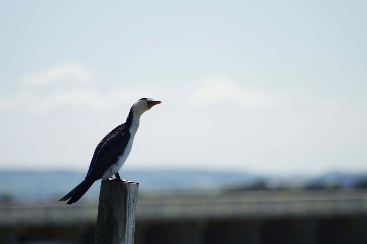 Little Pied Cormorant - ML620940320