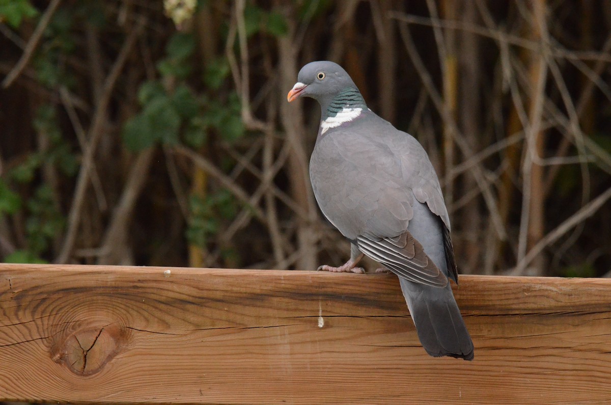 Common Wood-Pigeon - ML620940329