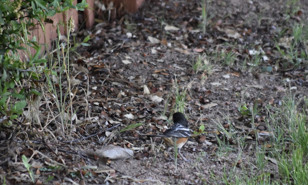 Spotted Towhee (maculatus Group) - ML620940330