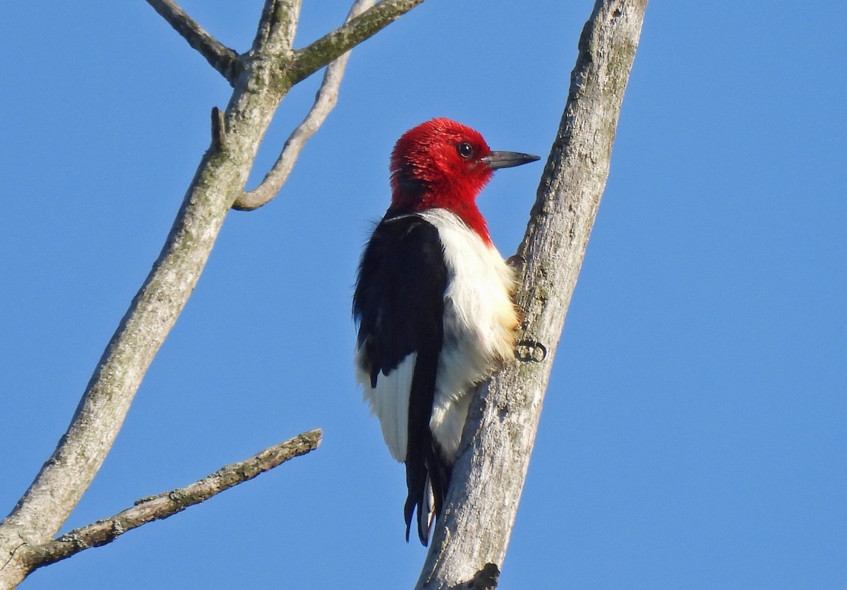 Red-headed Woodpecker - ML620940337