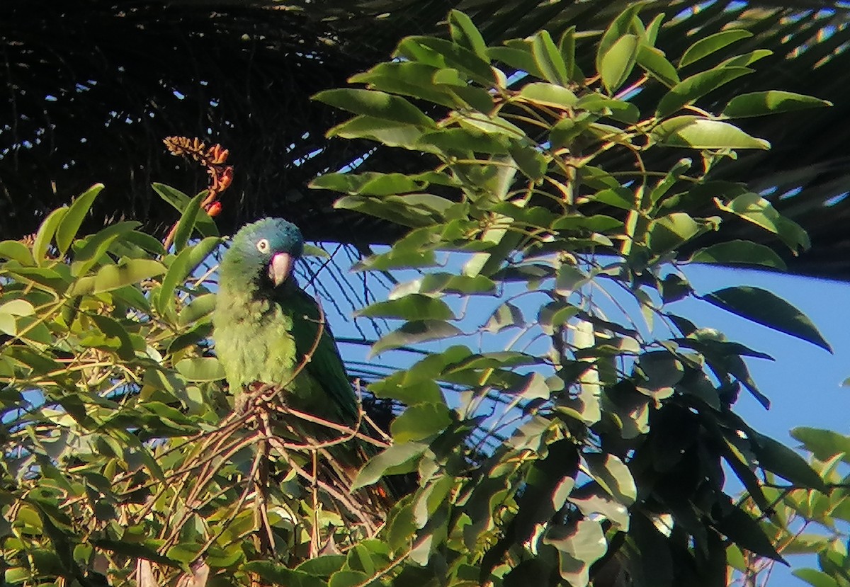 Blue-crowned Parakeet - ML620940338