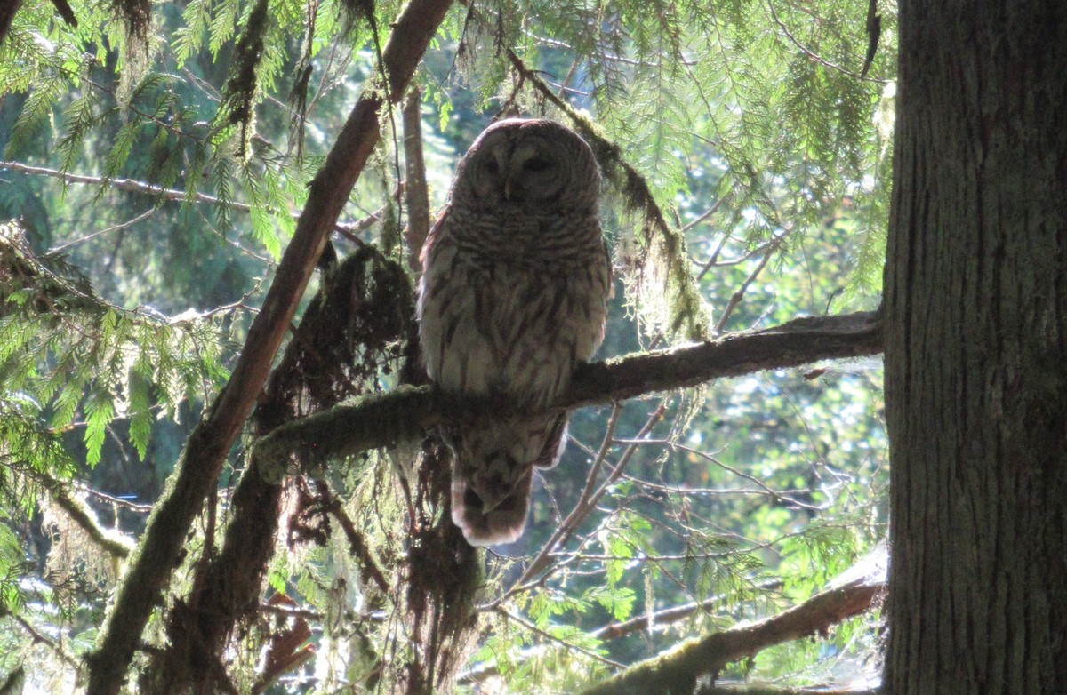 Barred Owl - Anonymous