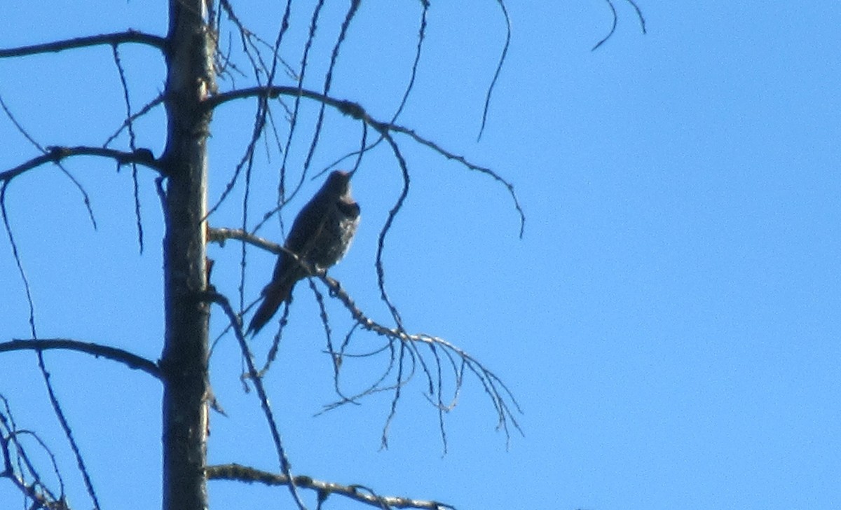 Northern Flicker - ML620940345