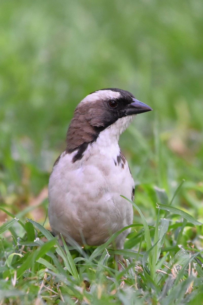 White-browed Sparrow-Weaver - Philip Bailey
