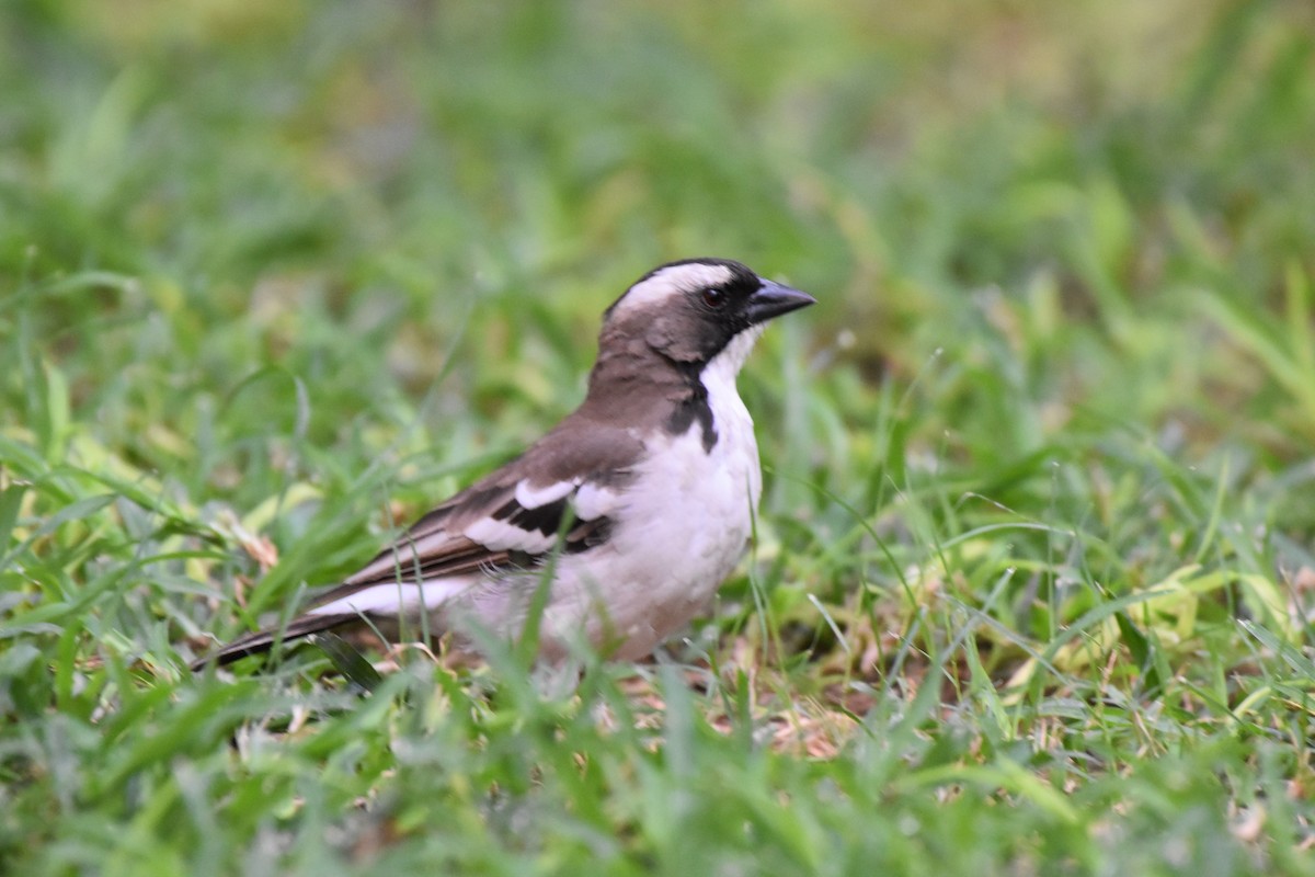 White-browed Sparrow-Weaver - ML620940362