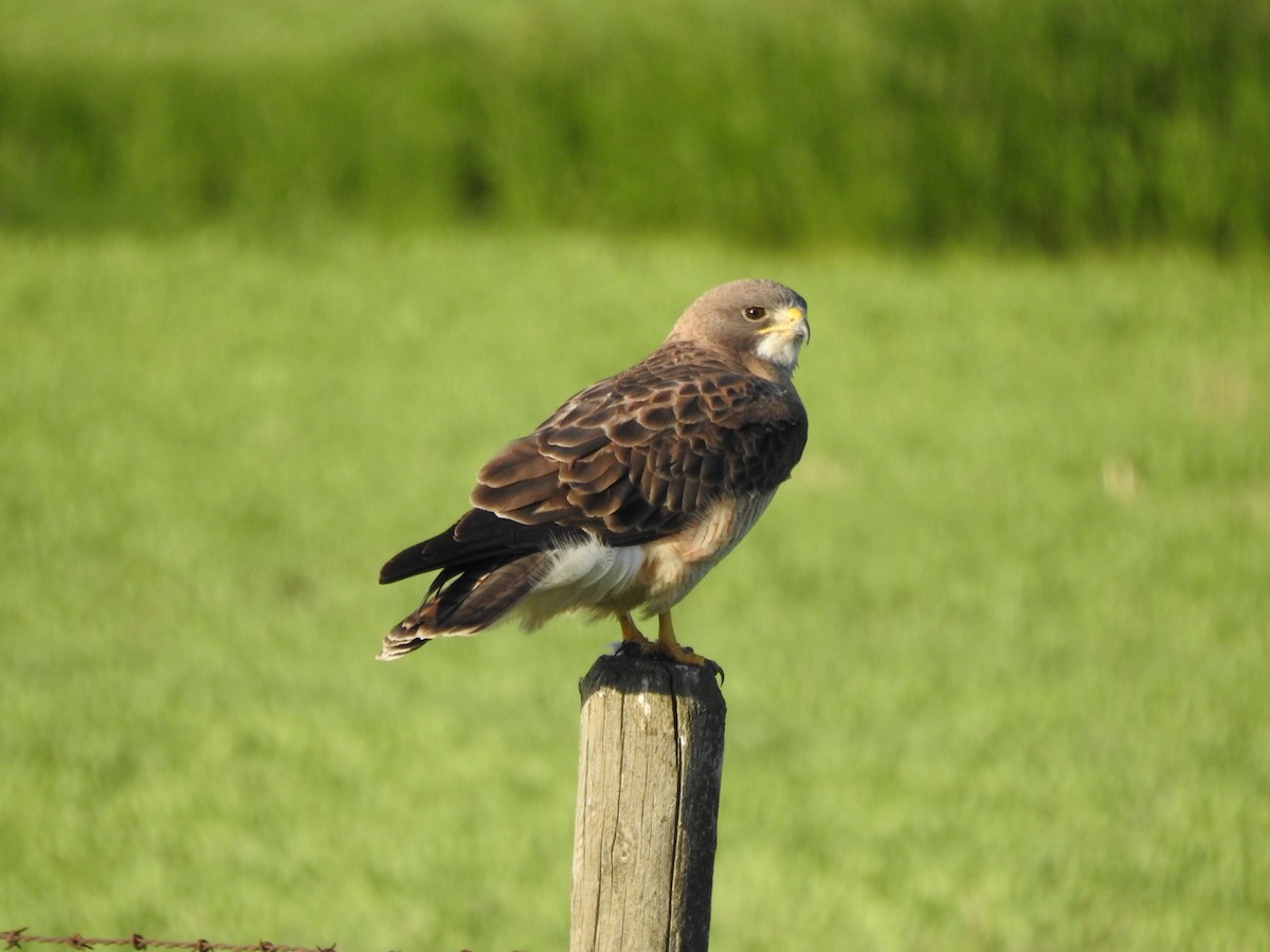 Swainson's Hawk - ML620940365