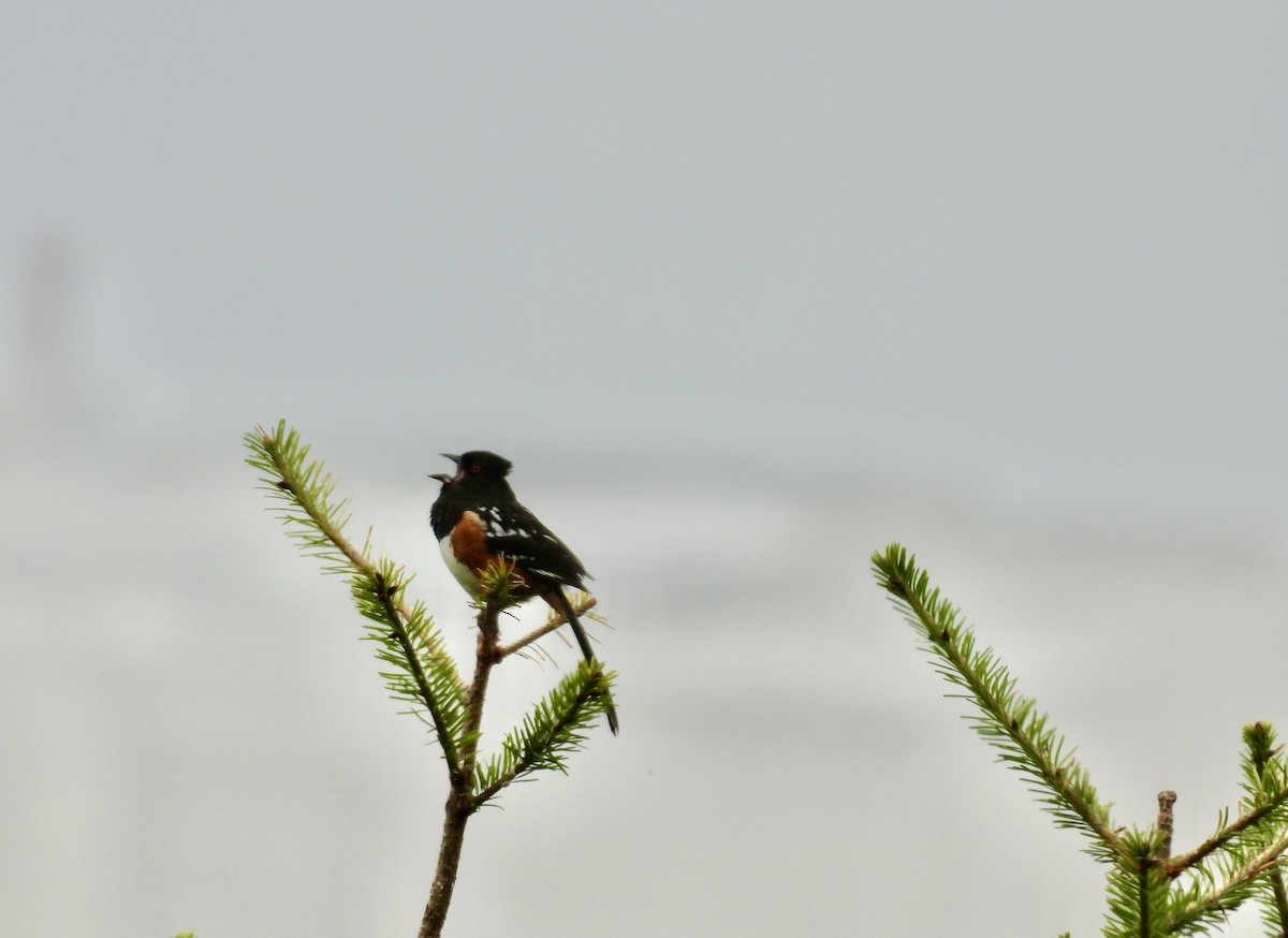 Spotted Towhee - ML620940366
