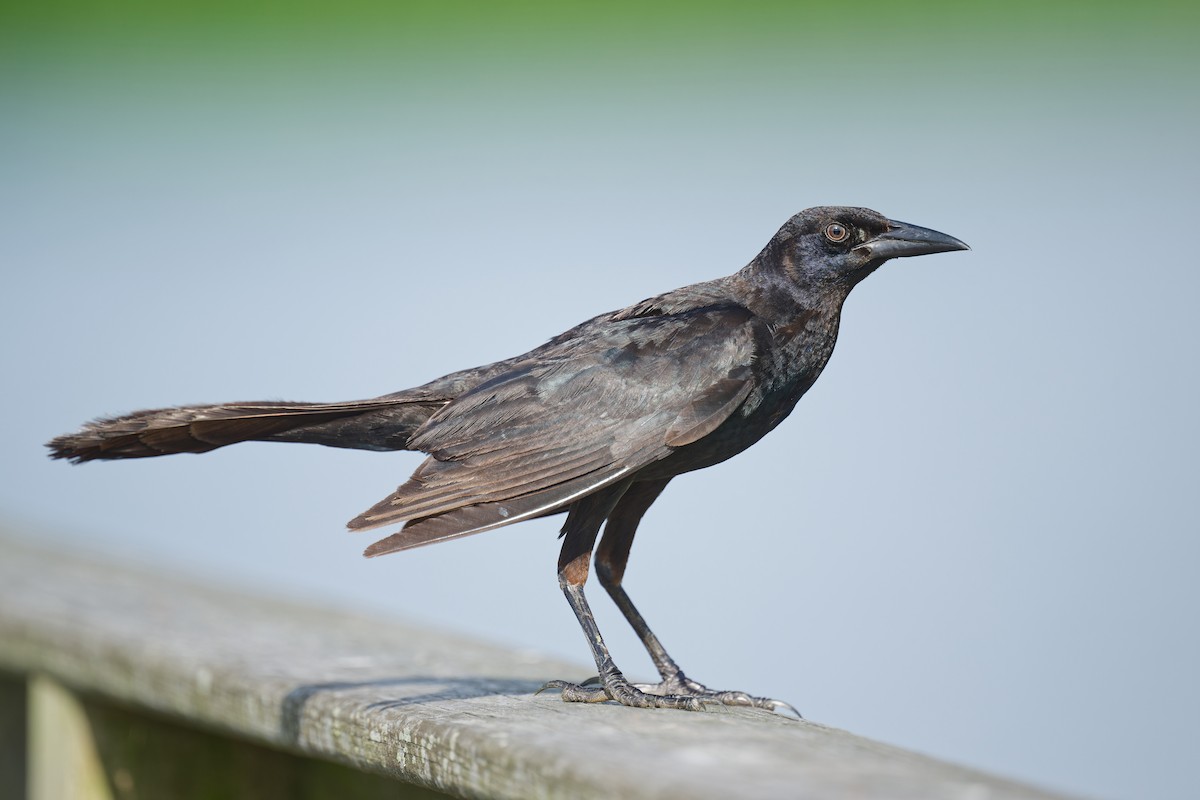 Boat-tailed Grackle - ML620940370