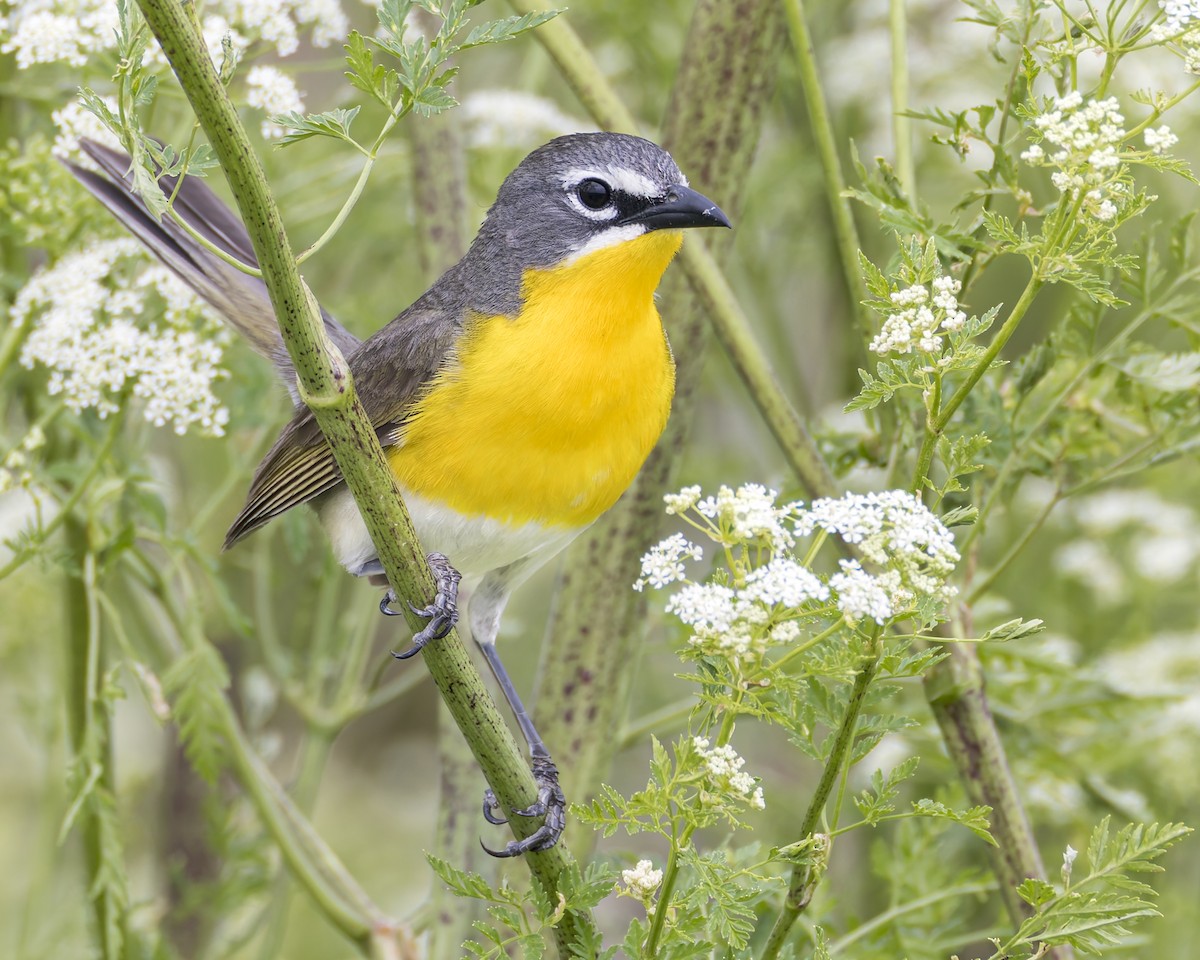 Yellow-breasted Chat - ML620940381