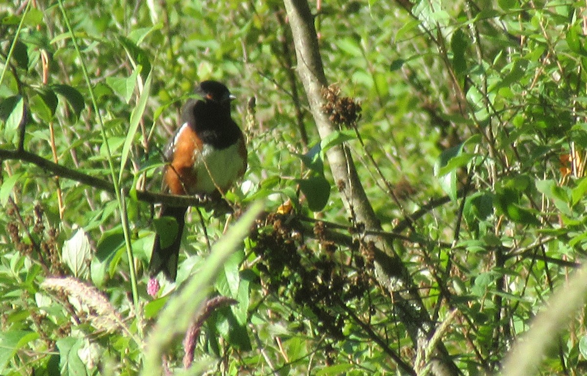 Spotted Towhee - ML620940394