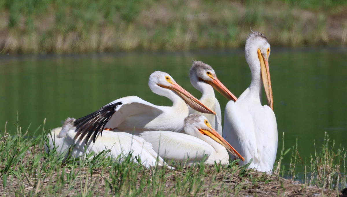American White Pelican - CARLA DAVIS