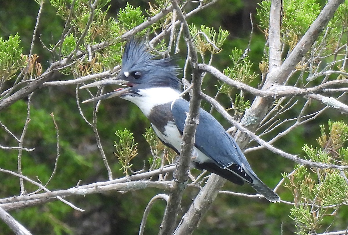 Belted Kingfisher - ML620940403