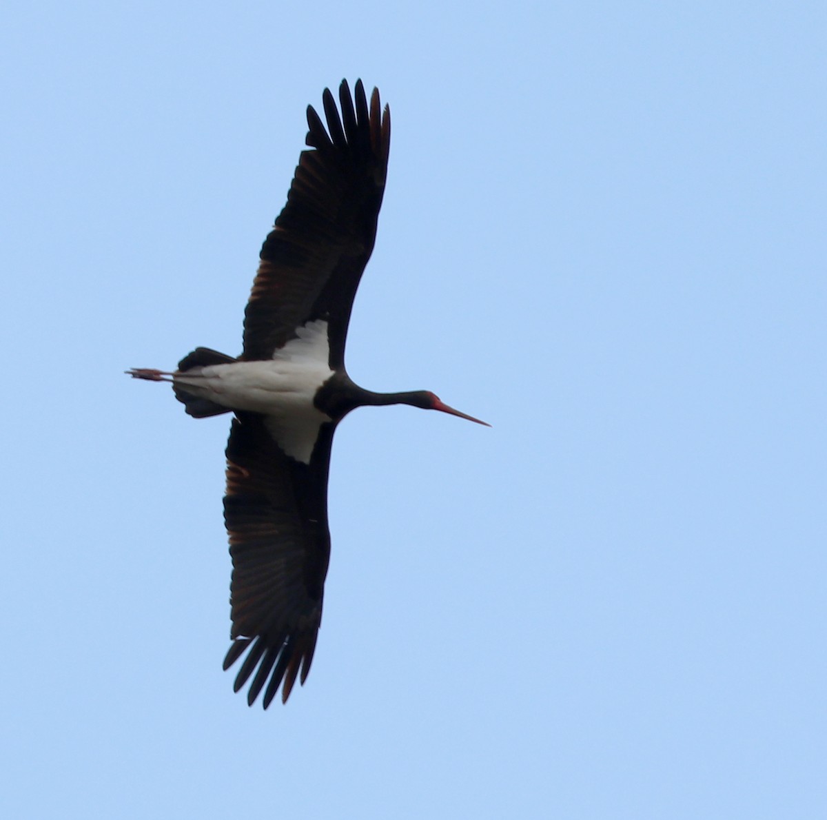 Black Stork - ML620940421
