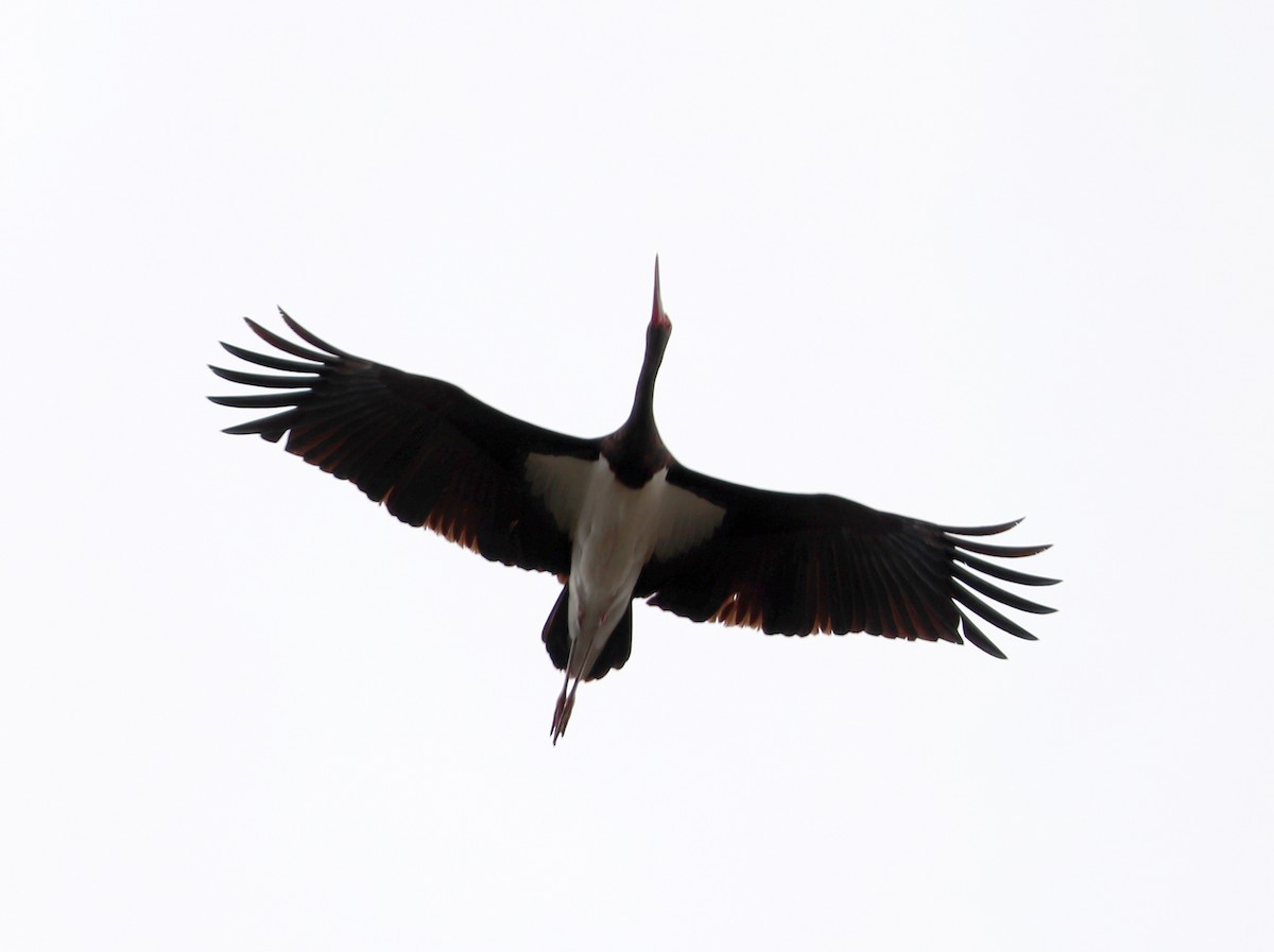 Black Stork - ML620940422