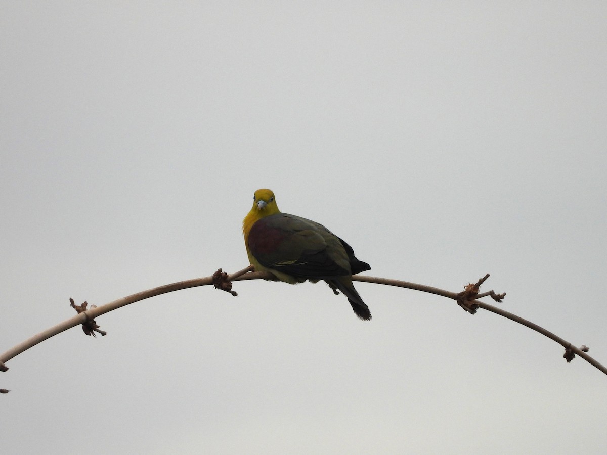 White-bellied Green-Pigeon - ML620940423