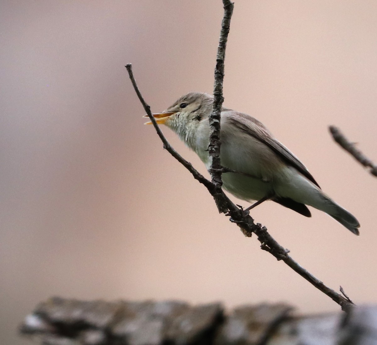 Eastern Olivaceous Warbler - ML620940429