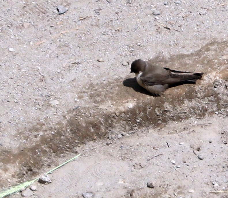 Eurasian Crag-Martin - ML620940430