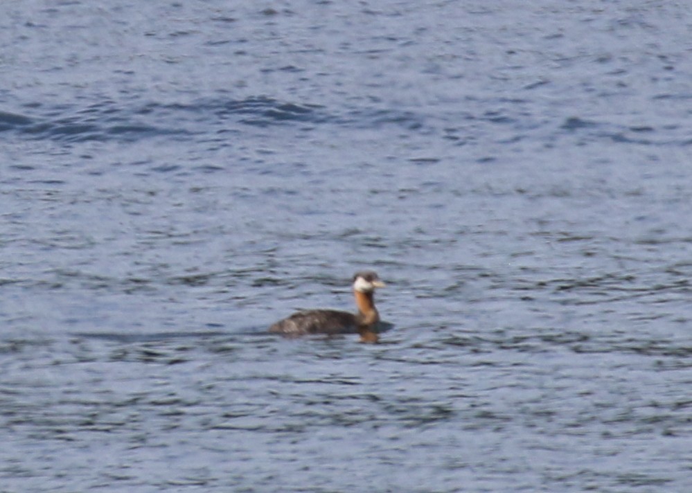Red-necked Grebe - ML620940436