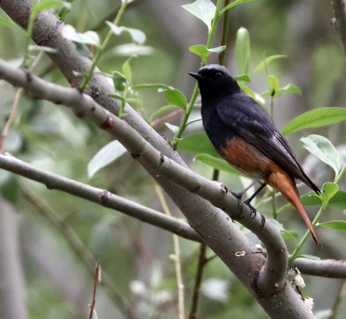 Black Redstart - ML620940438