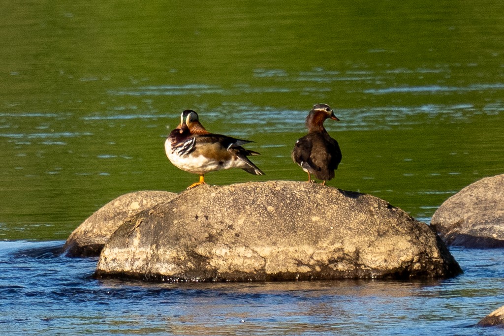 Mandarin Duck - ML620940443