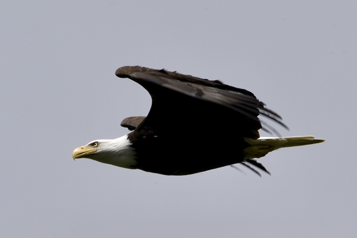 Bald Eagle - ML620940449