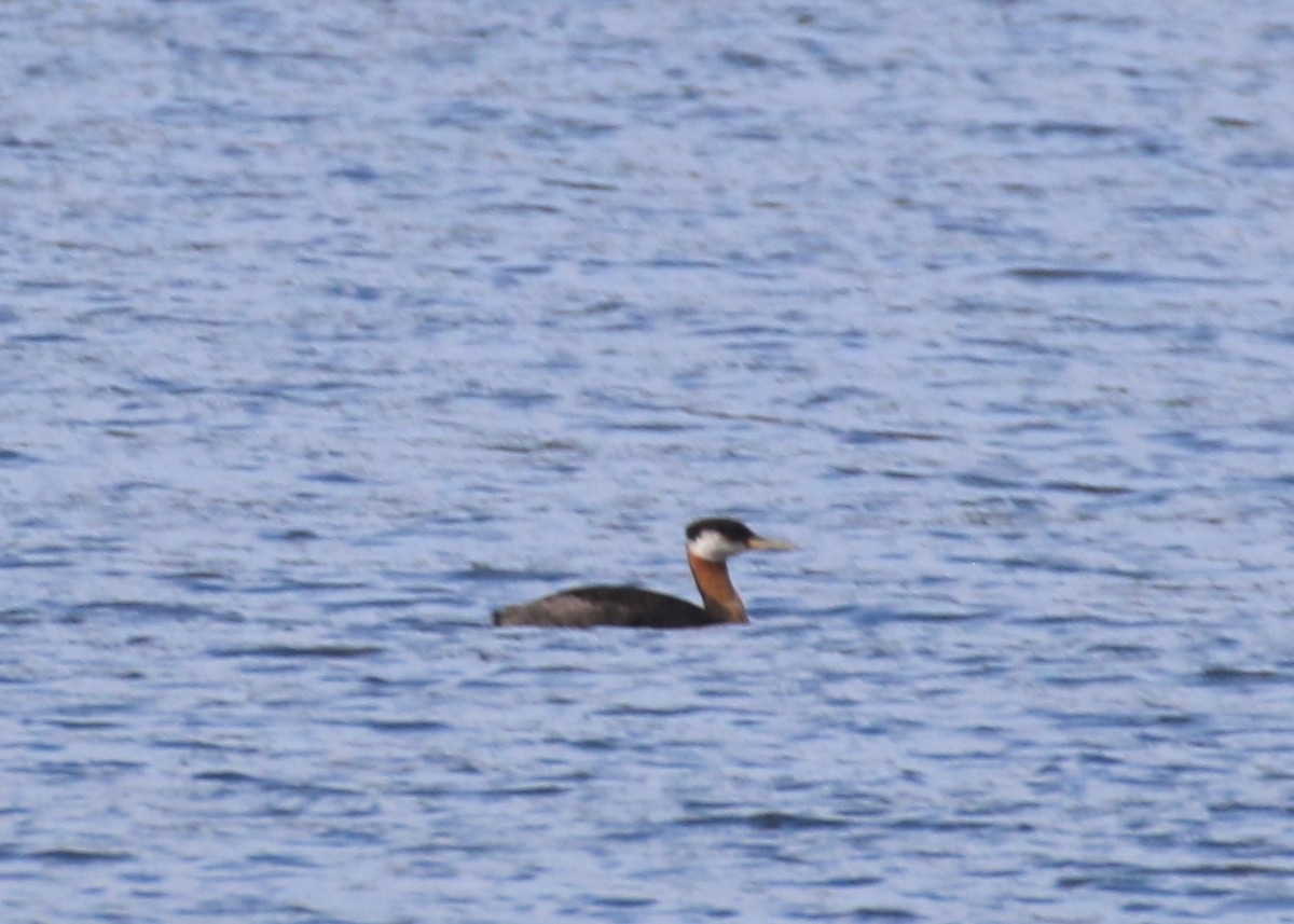 Red-necked Grebe - ML620940452
