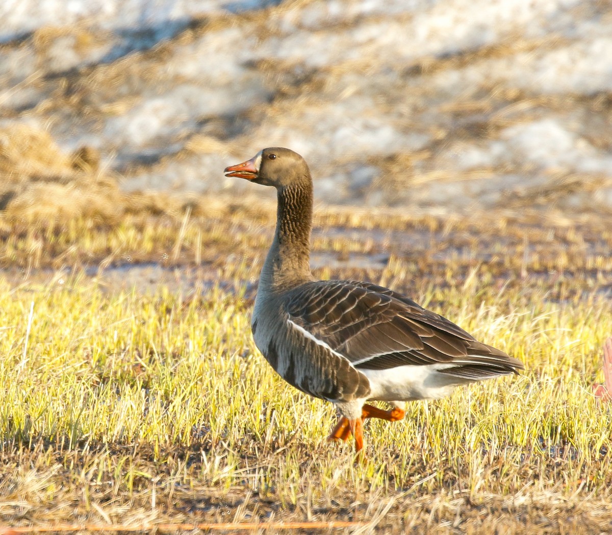Greater White-fronted Goose - ML620940458