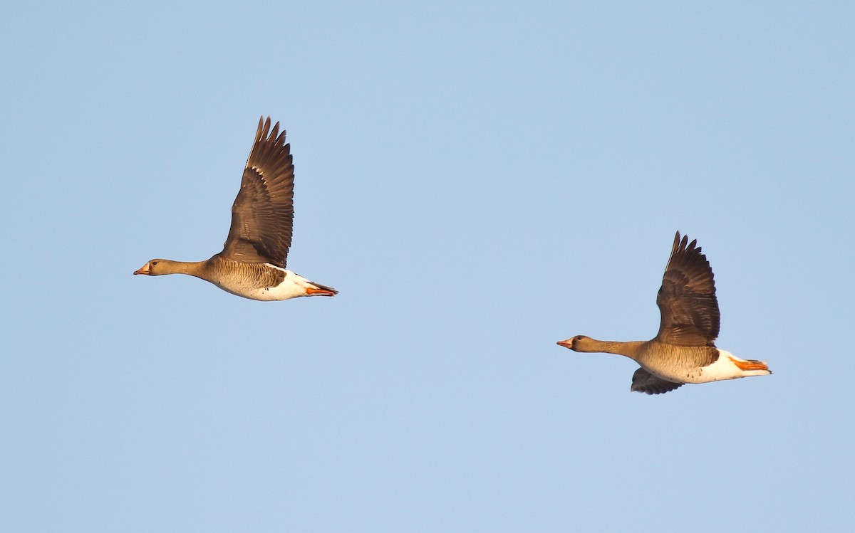 Greater White-fronted Goose - ML620940463