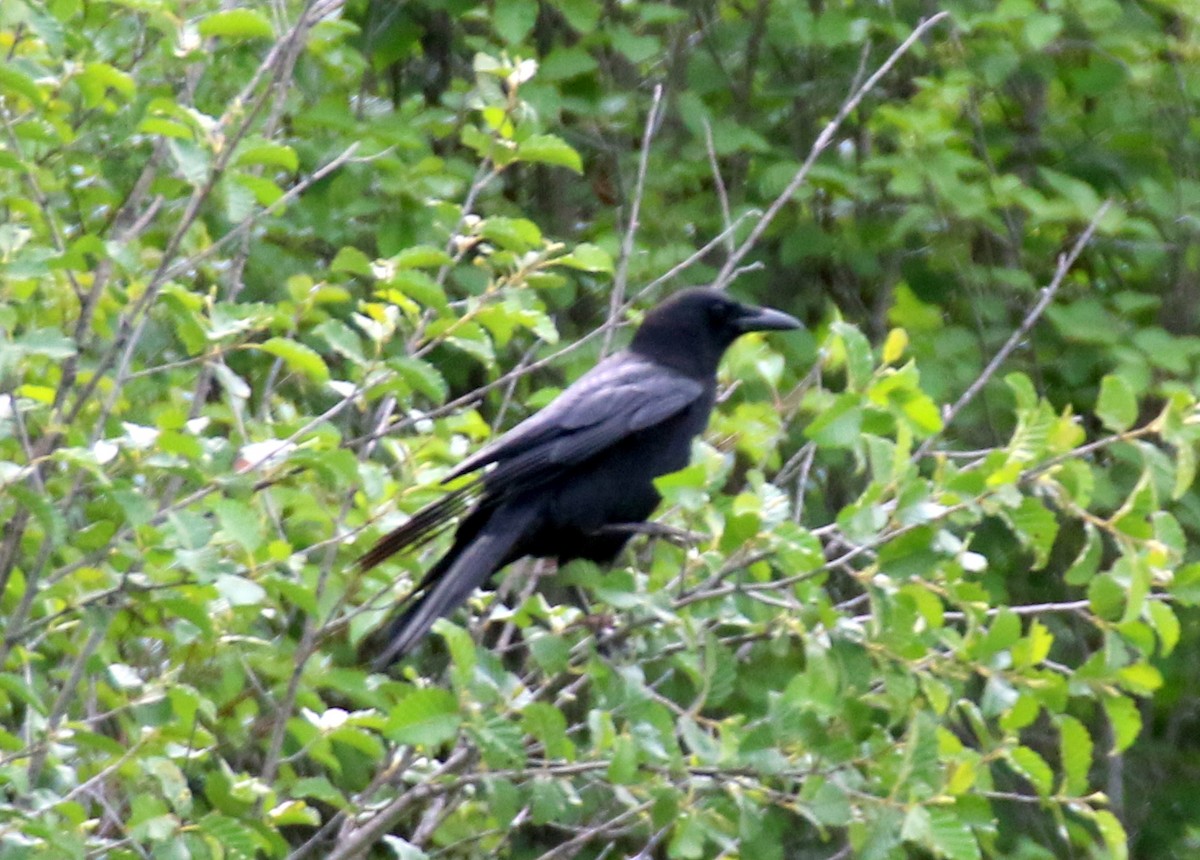 American Crow - ML620940468