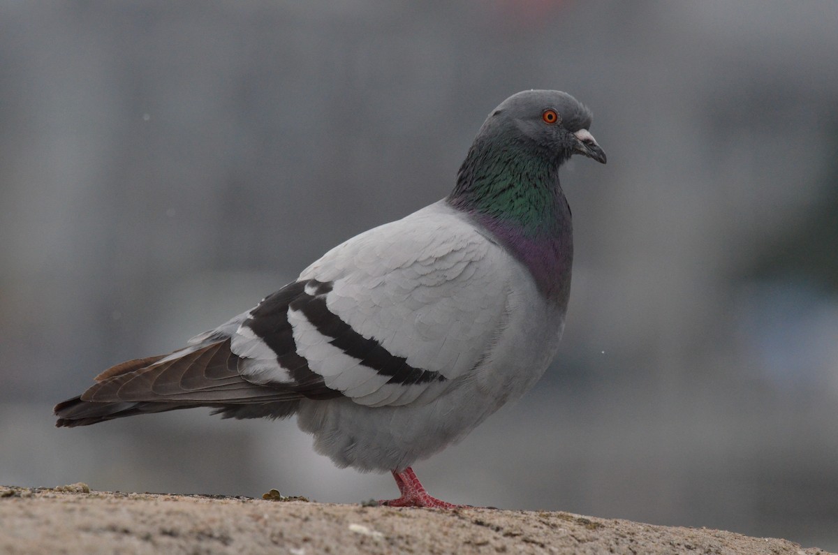 Rock Pigeon (Feral Pigeon) - ML620940471