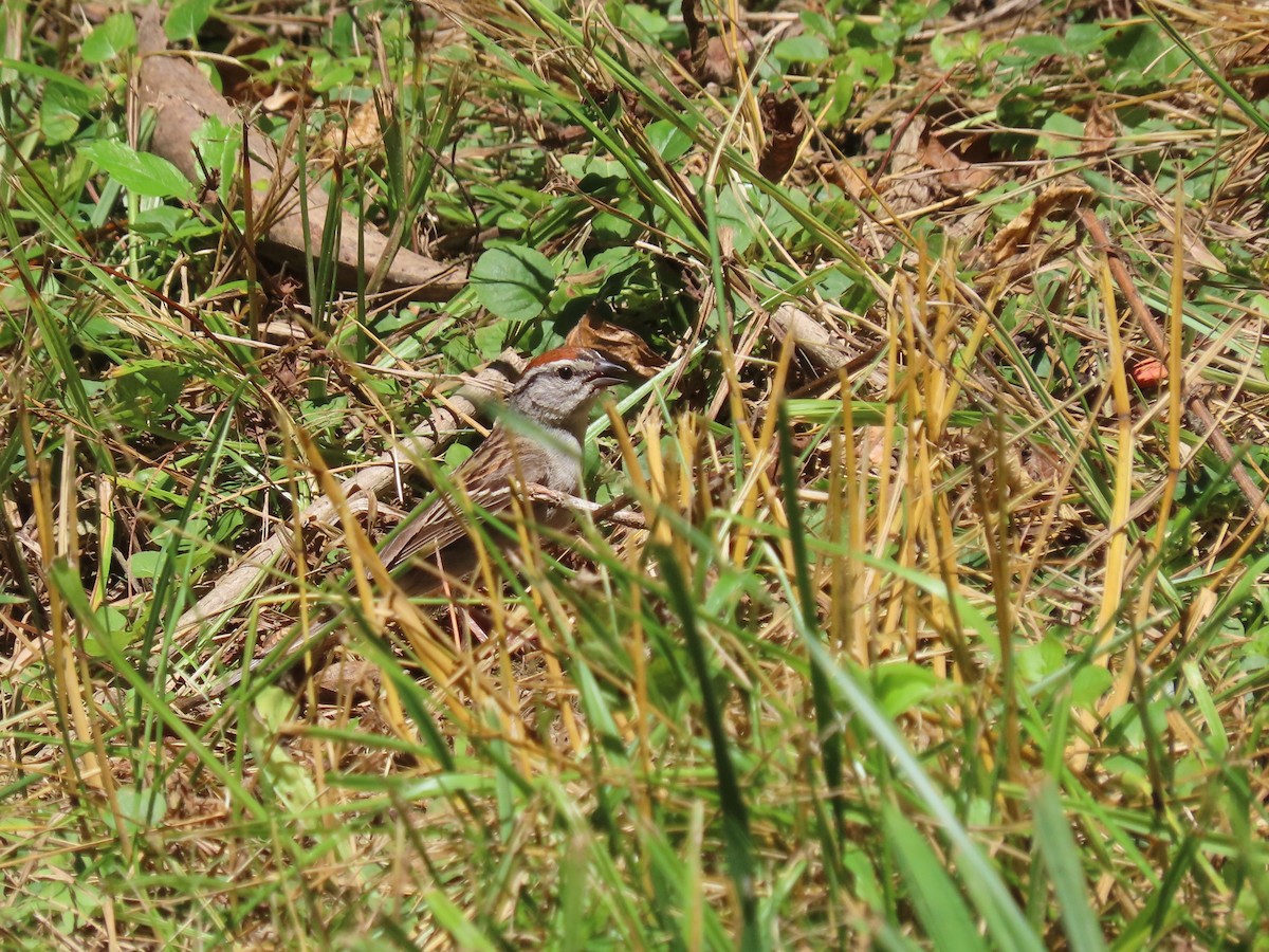 Chipping Sparrow - ML620940475