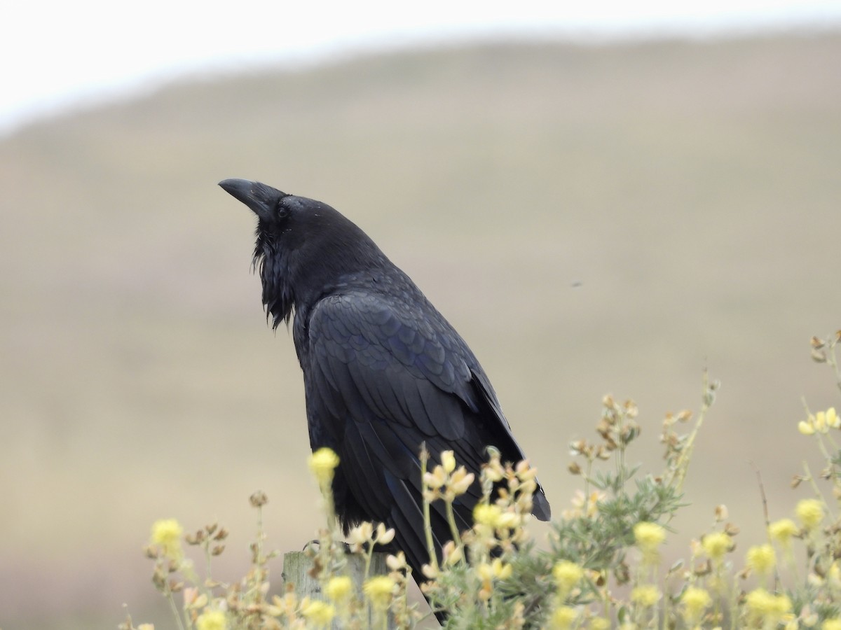 Common Raven - ML620940482