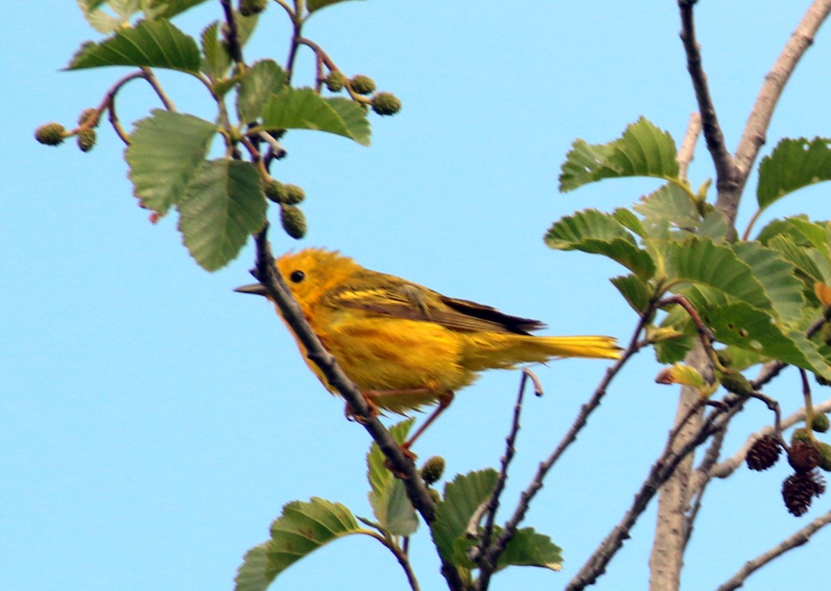 Yellow Warbler (Northern) - ML620940495
