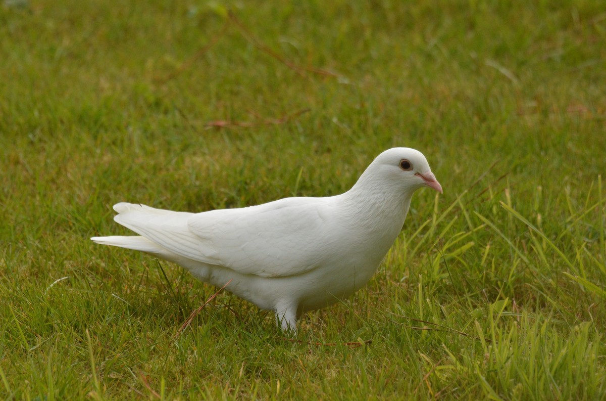 Сизый голубь (Одомашненного типа) - ML620940502