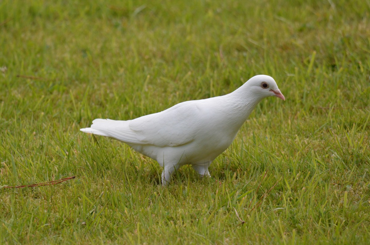 Сизый голубь (Одомашненного типа) - ML620940503