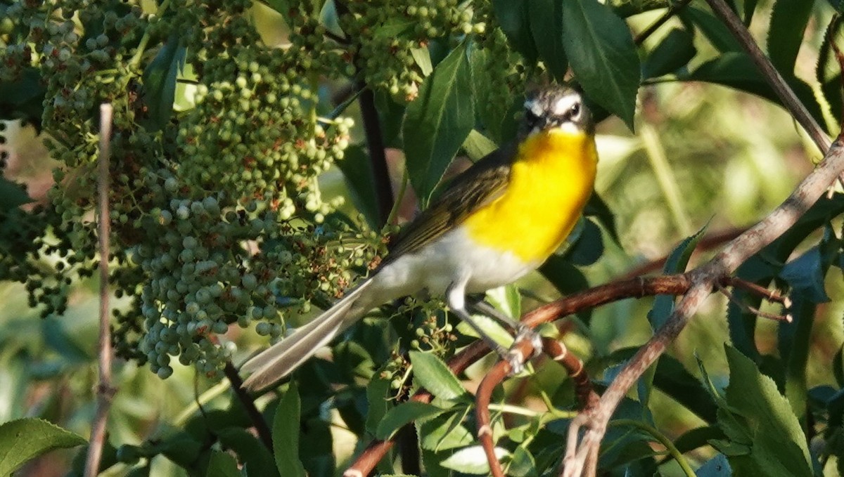 Yellow-breasted Chat - ML620940506