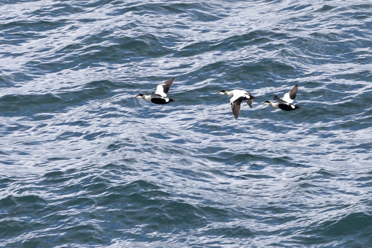 Common Eider - ML620940510