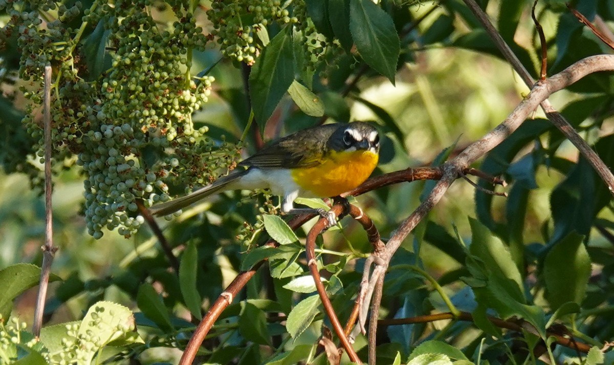 Yellow-breasted Chat - ML620940513