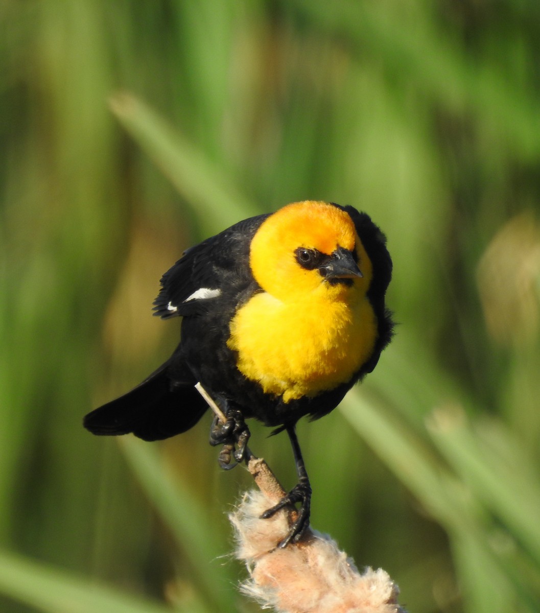 Yellow-headed Blackbird - ML620940514