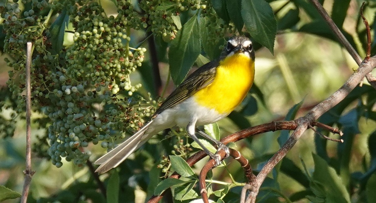Yellow-breasted Chat - ML620940516