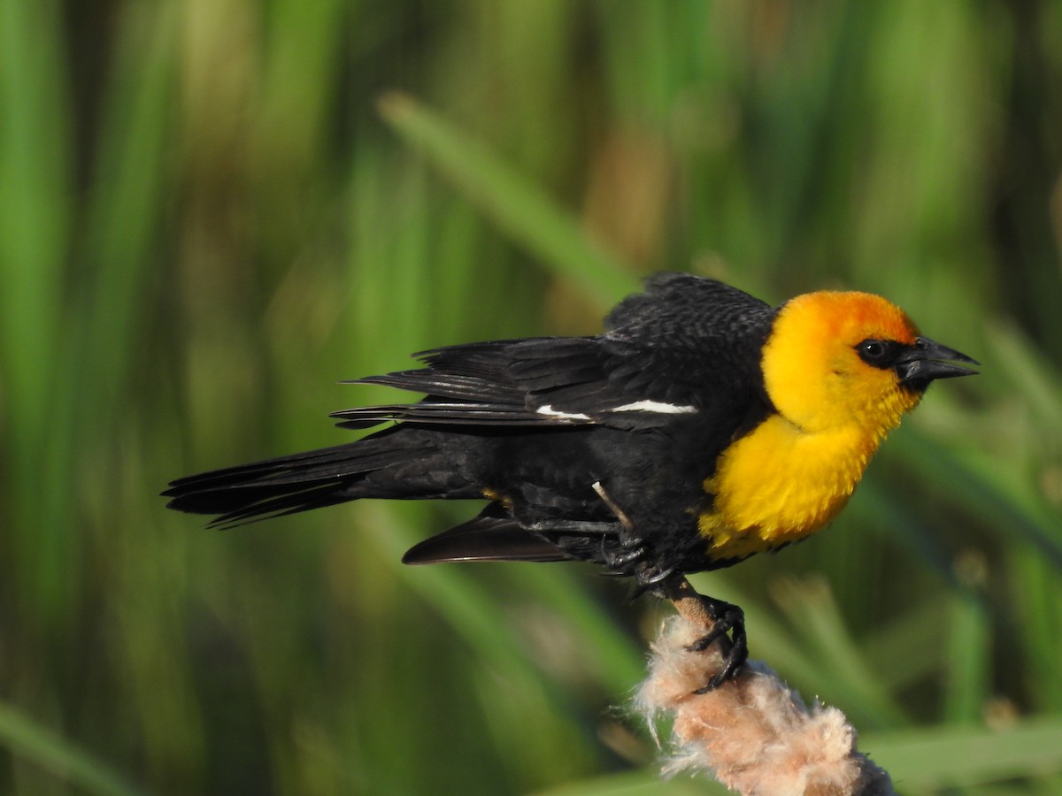 Yellow-headed Blackbird - ML620940519
