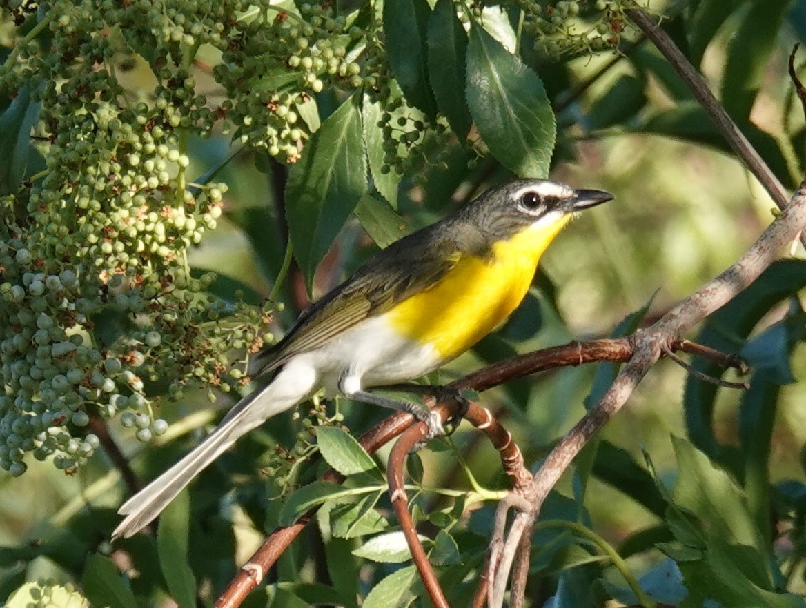 Yellow-breasted Chat - ML620940522