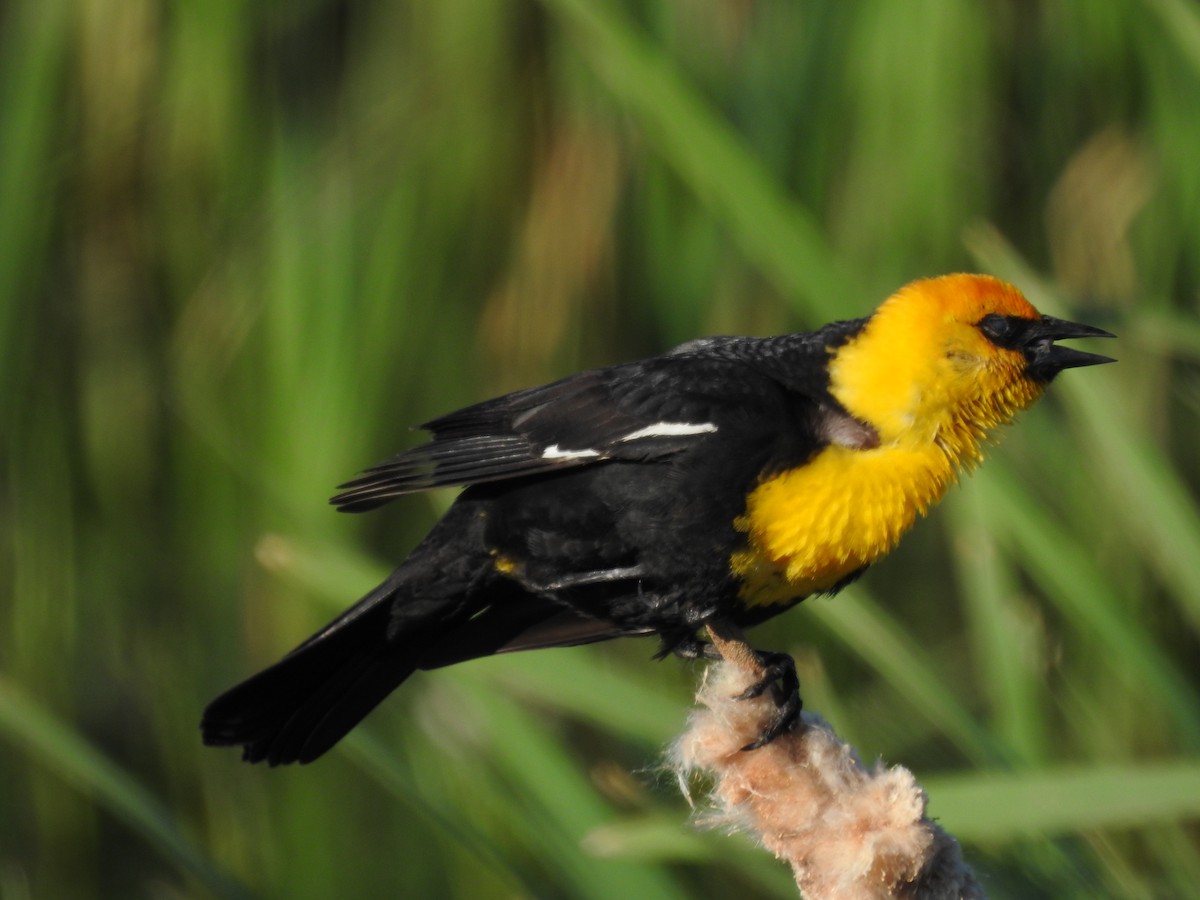 Yellow-headed Blackbird - ML620940523