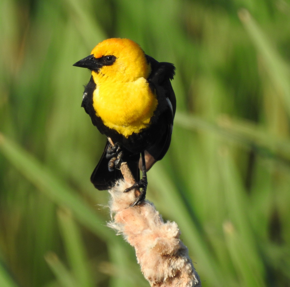 Yellow-headed Blackbird - ML620940528