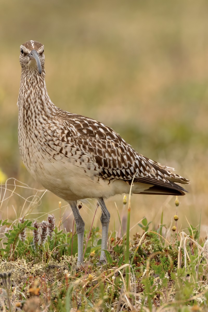 Bristle-thighed Curlew - ML620940537